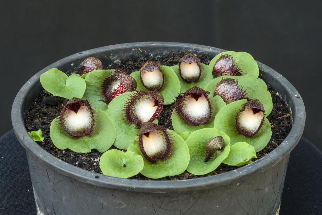 Corybas hispidus - photo 2