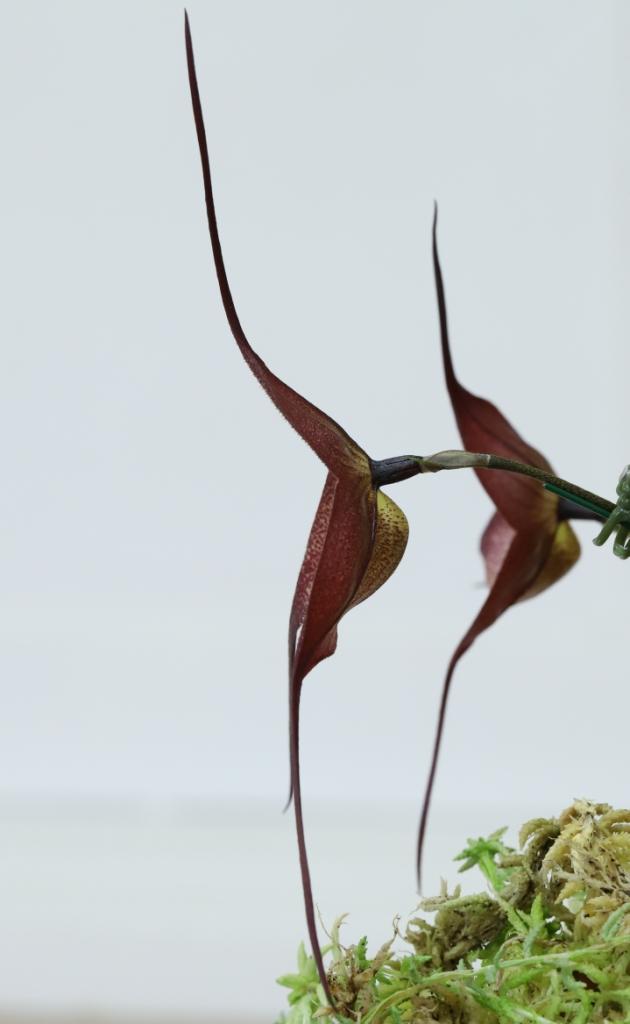 Dracula Quasimodo - photo 2