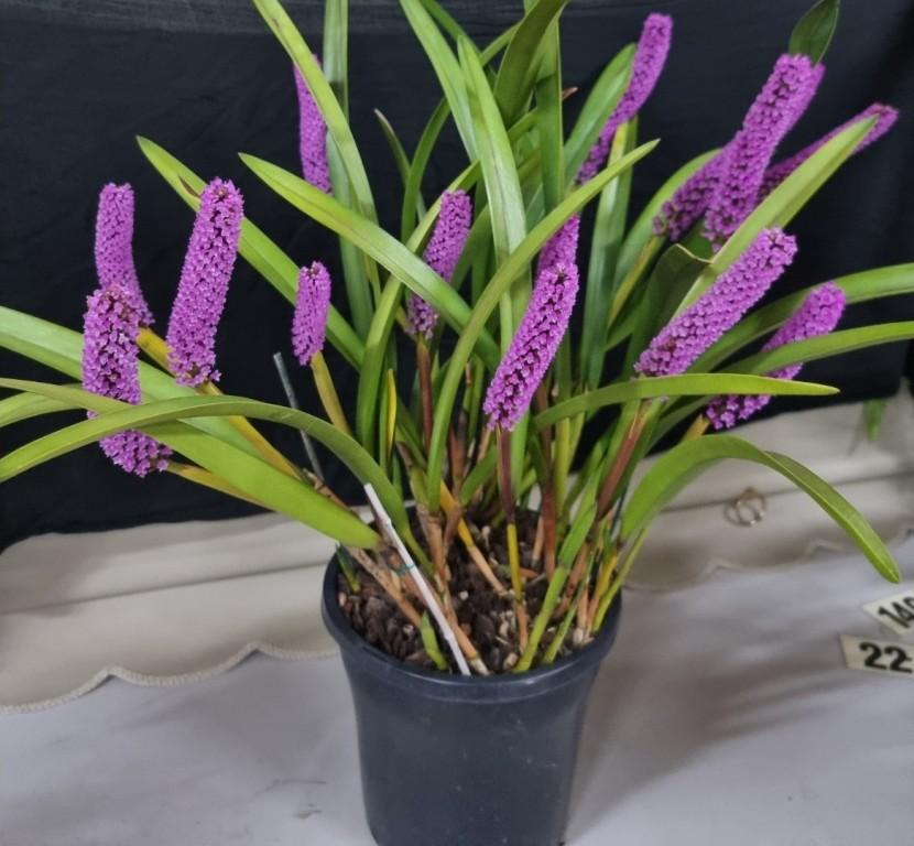 Arpophyllum giganteum