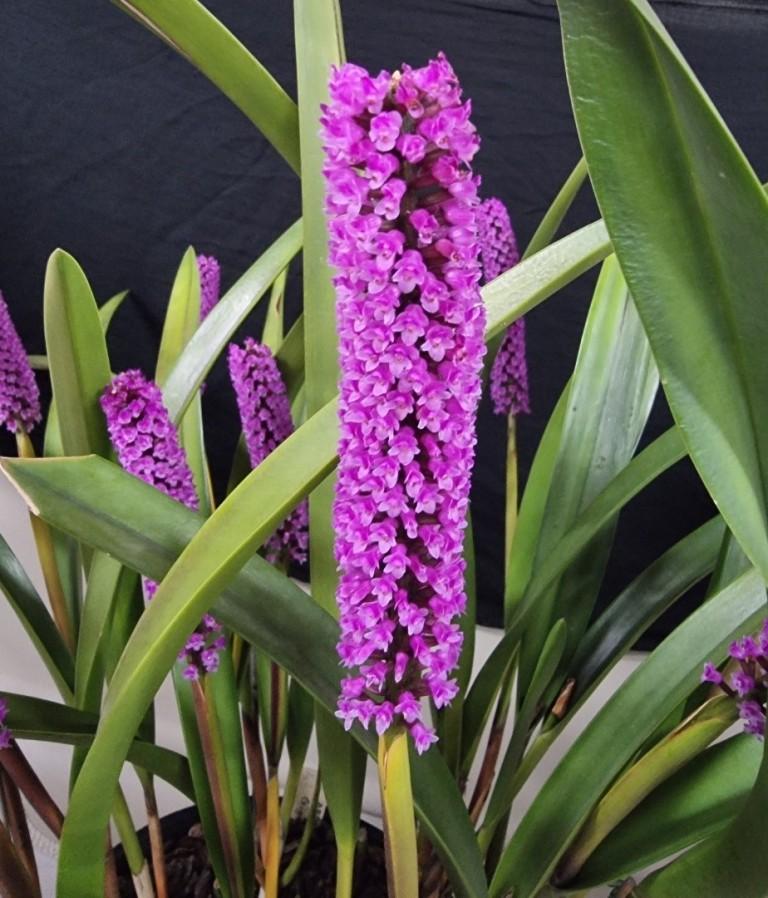 Arpophyllum giganteum subsp. alpinum - photo 2