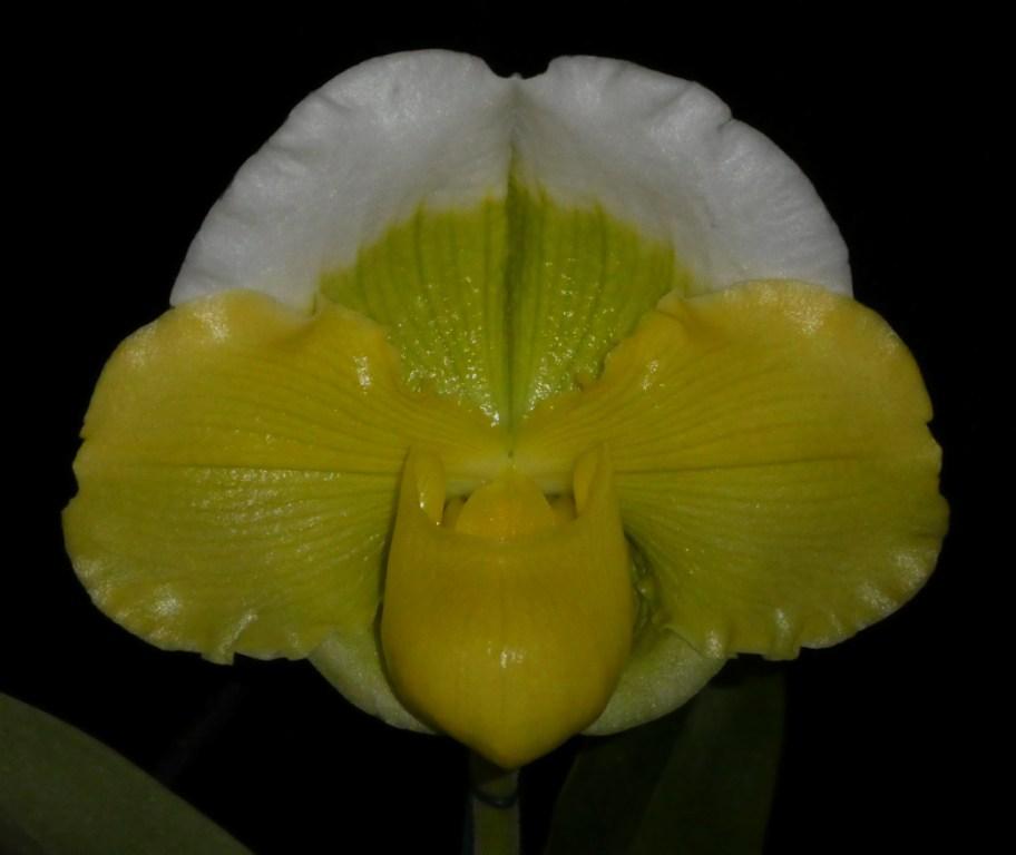 Paph Mercury Star