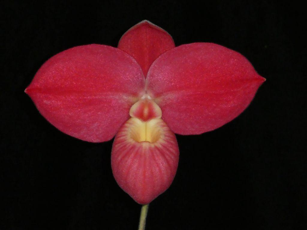 Phrag Fritz Schomburg