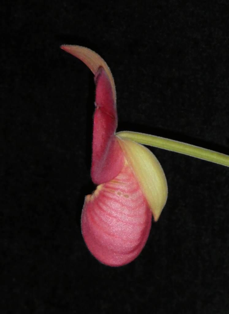 Phragmipedium Fritz Schomburg - photo 2