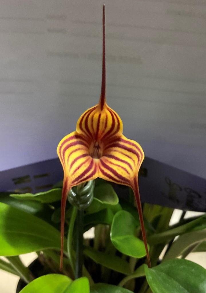 Masd Pixie Magic 'Tegan'