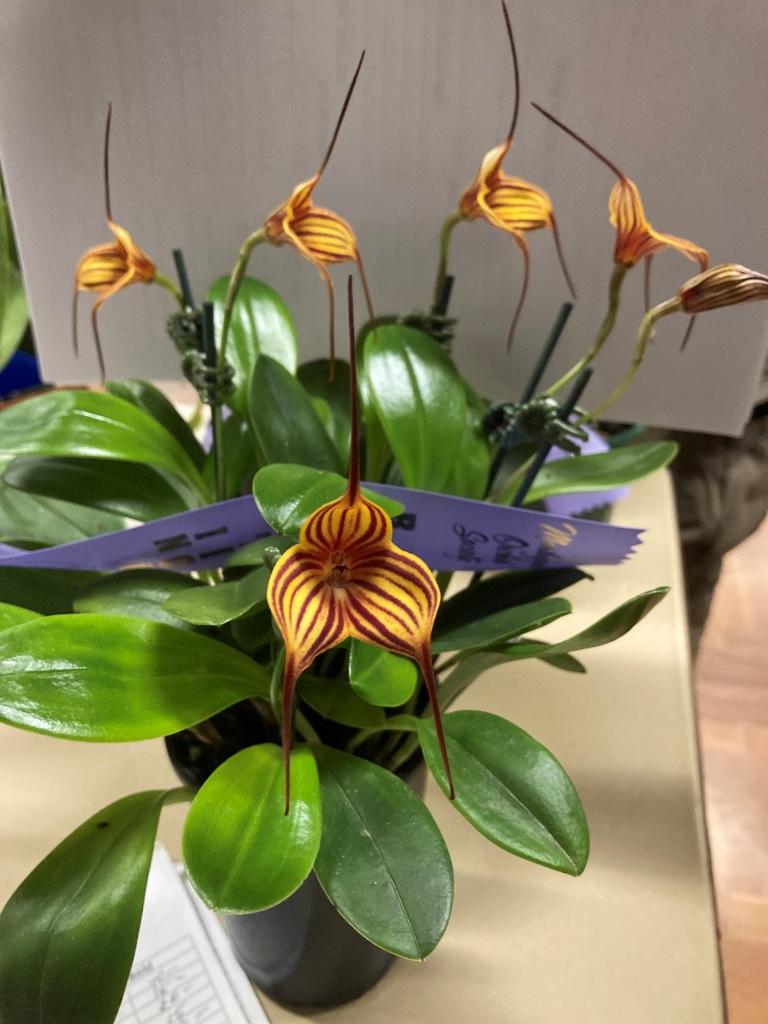 Masdevallia Pixie Magic 'Tegan' - photo 2