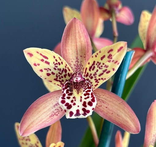 Cym Pakkret Keystone