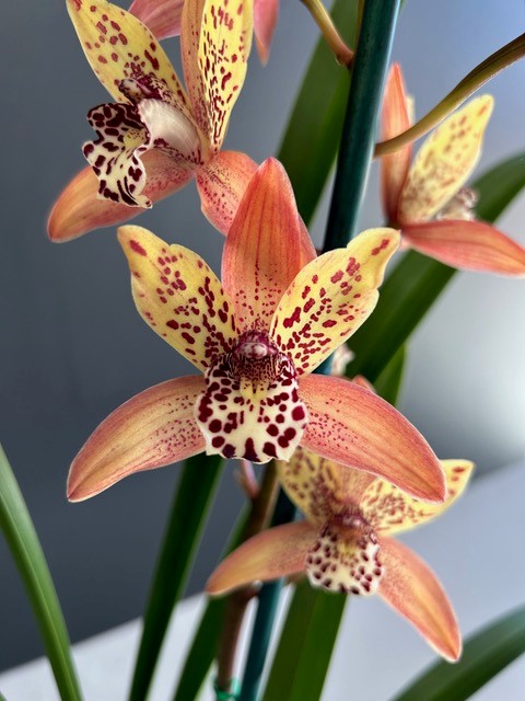 Cymbidium Pakkret Keystone - photo 2