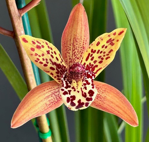 Cym Pakkret Keystone