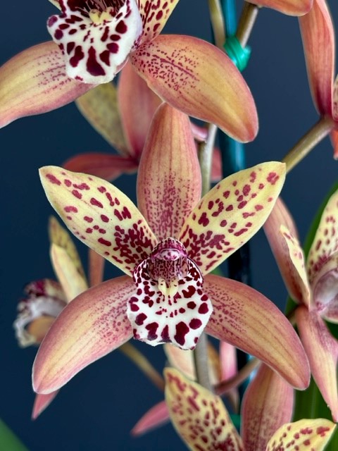 Cymbidium Pakkret Keystone - photo 2