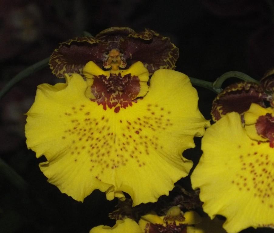 Onc Kulnura Triumph 'JOEGAFA'