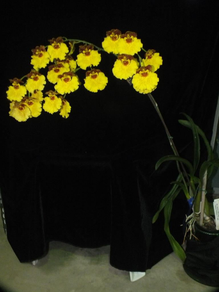 Oncidium Kulnura Triumph 'JOEGAFA' - photo 2