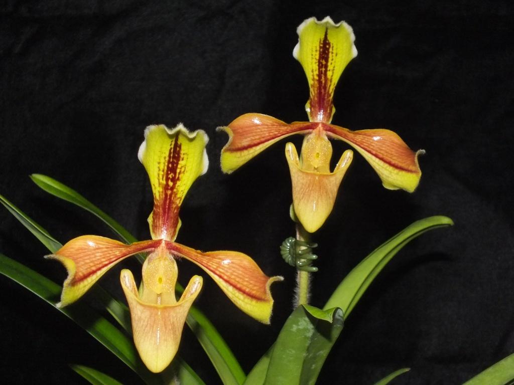Paphiopedilum villosum