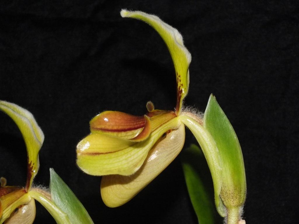 Paphiopedilum villosum var. villosum - photo 2