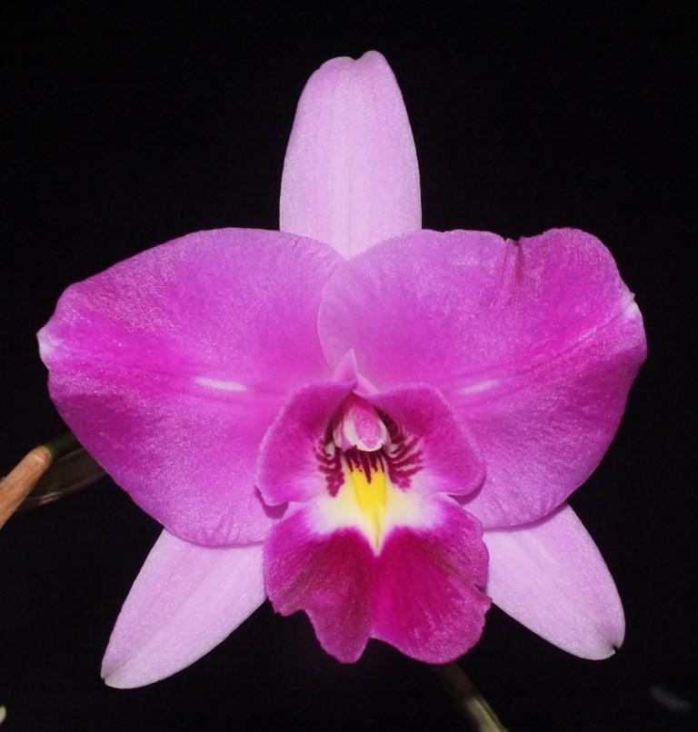 Lc Australian Frangipani