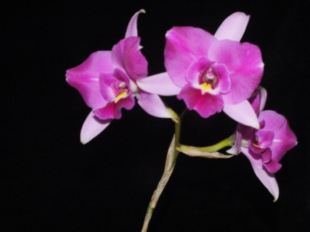 Laeliocattleya Australian Frangipani - photo 2