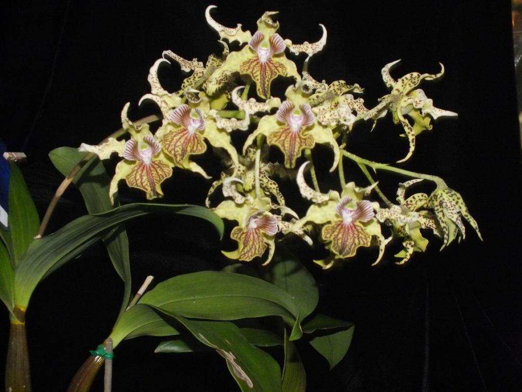 Dendrobium Pacific Pride - photo 2