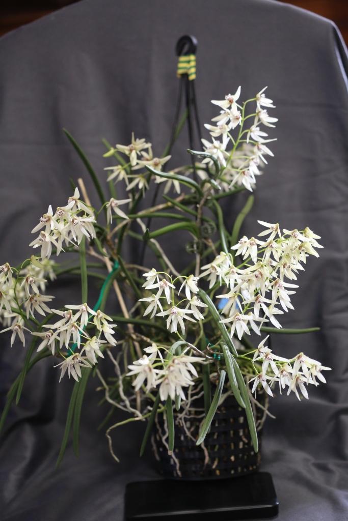 Dendrobium Roberta Roper - photo 2