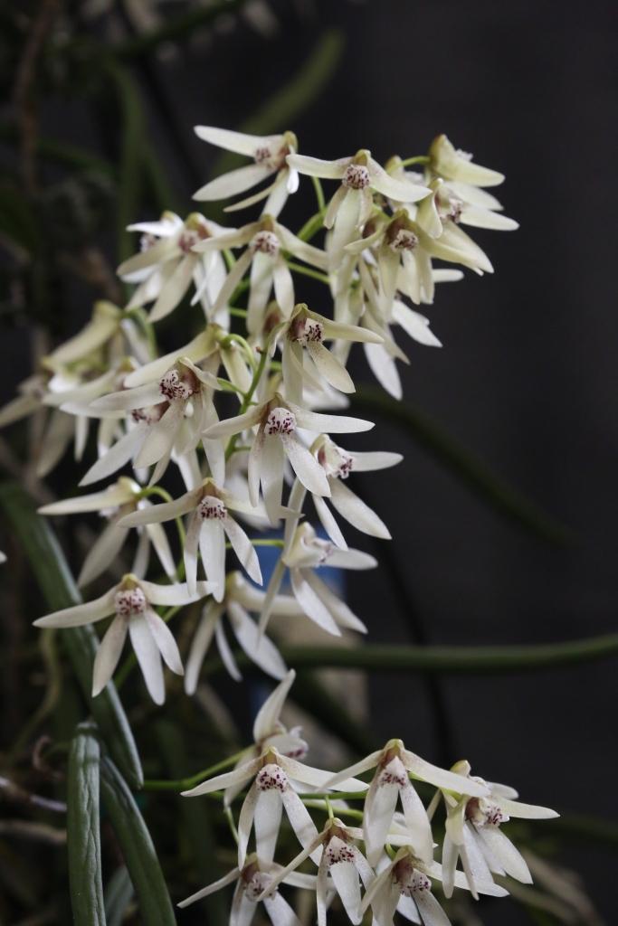 Dendrobium Roberta Roper - photo 2
