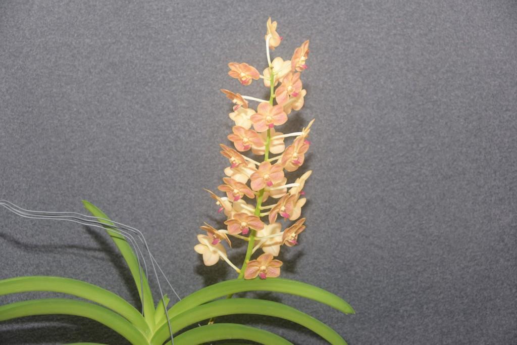 Vanda Tien's Delight - photo 2