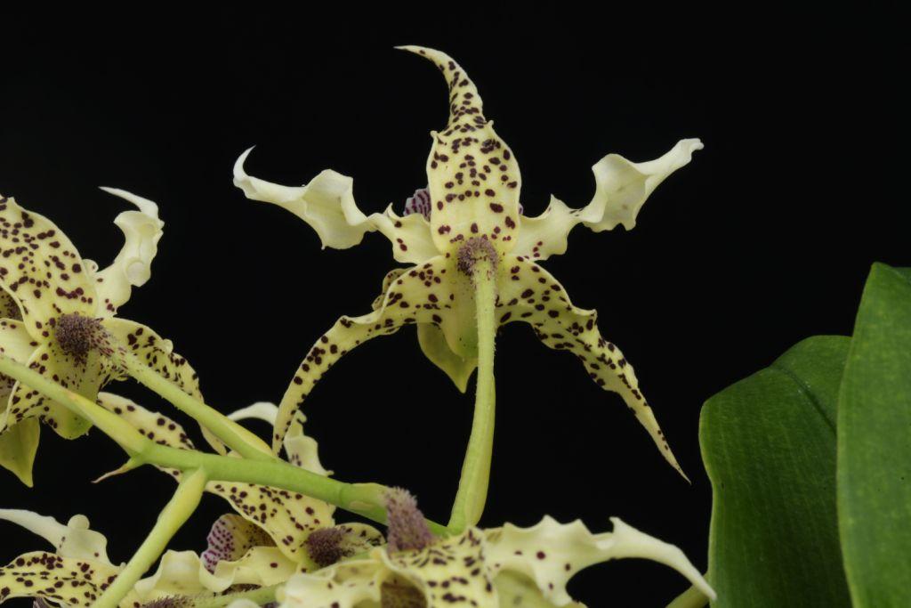 Dendrobium Wonder Nishii - photo 2