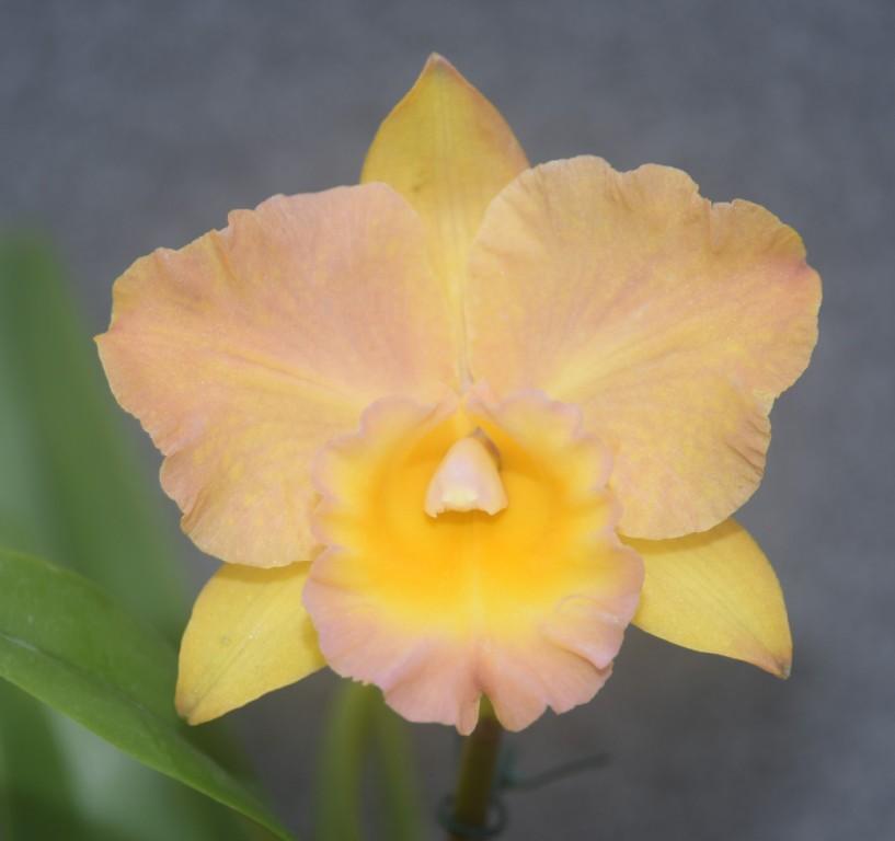 Rth Jana and Ray's Beauty 'Silva'