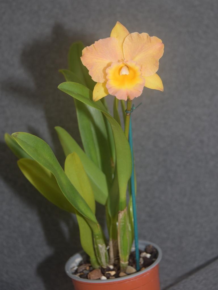 Rhyncattleanthe Jana and Ray's Beauty 'Silva' - photo 2