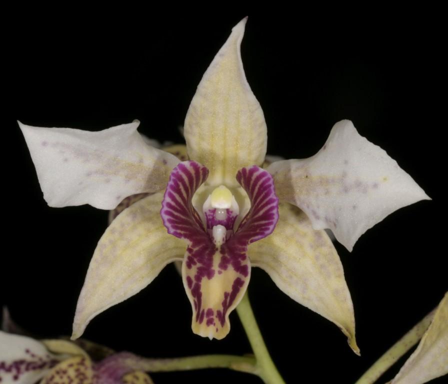 Den Aussie's Garlynd