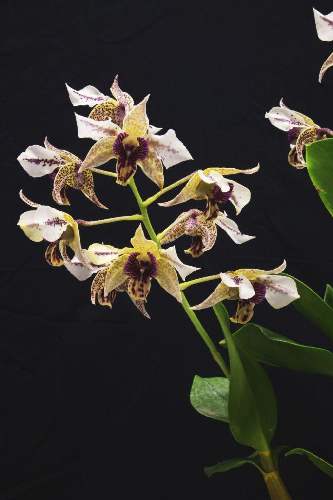 Dendrobium Aussie's Garlynd - photo 2