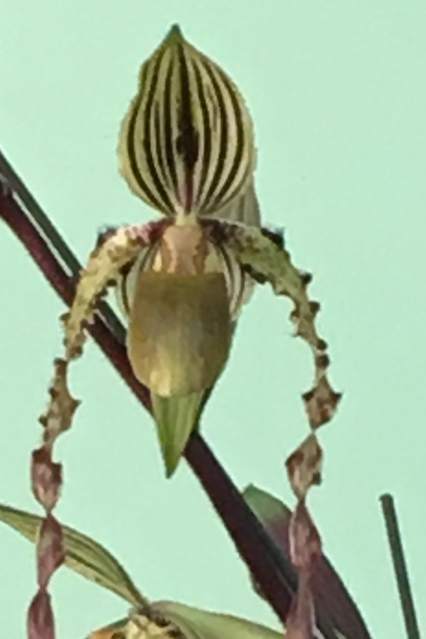 Paph Michael Koopowitz