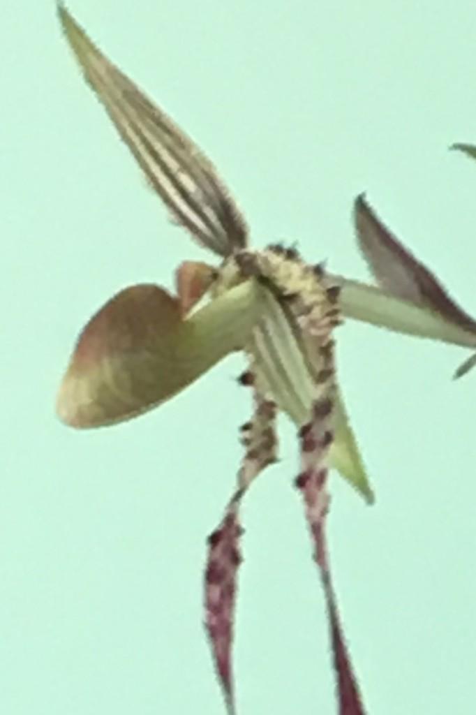 Paphiopedilum Michael Koopowitz - photo 2