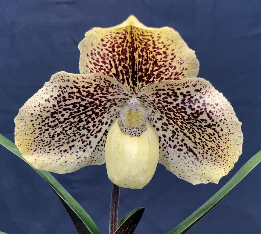 Paph Kiryu