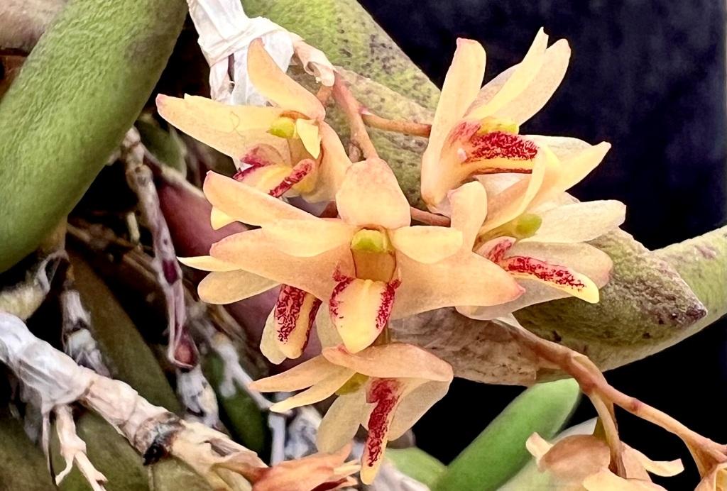 Dendrobium rigidum - photo 2