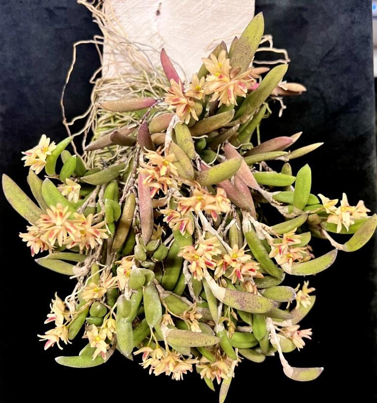 Dendrobium rigidum
