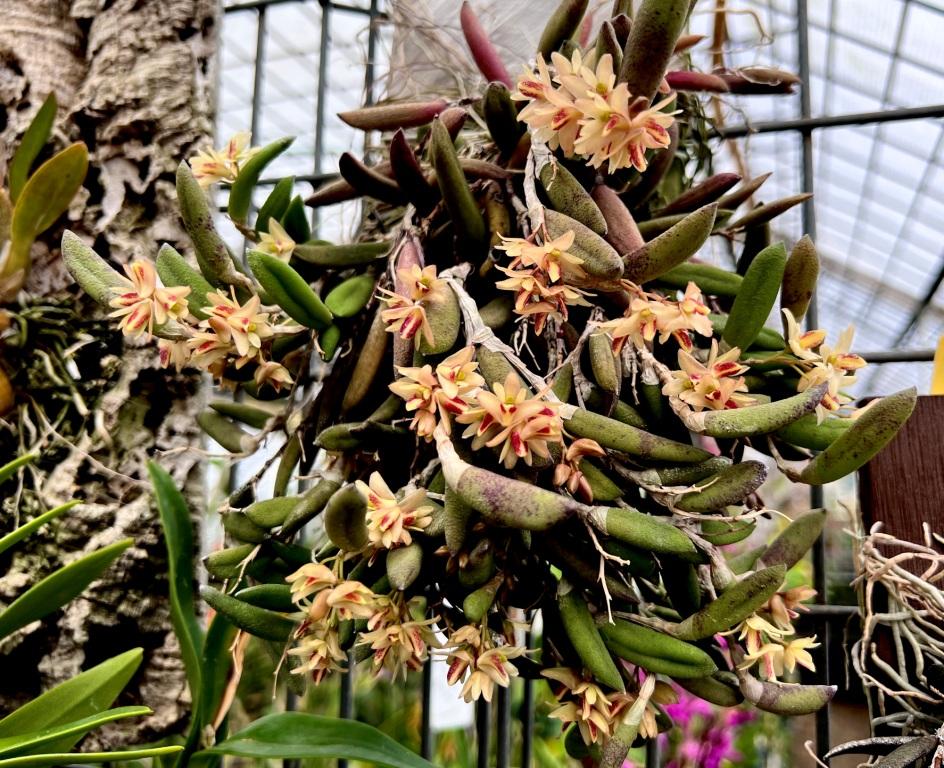 Dendrobium rigidum - photo 2