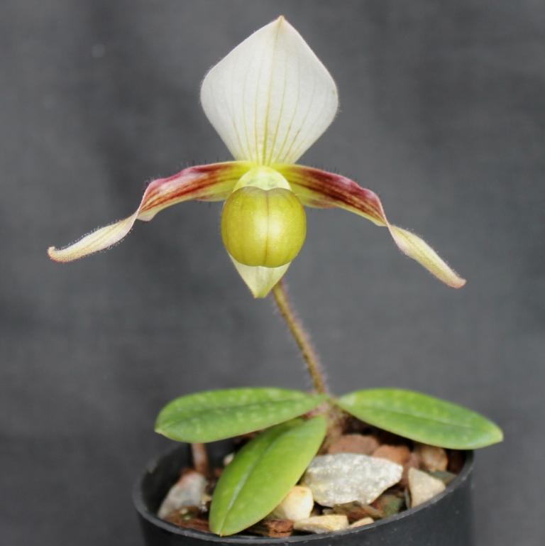 Paphipedilum canhii 'Kanda's Little Coco'