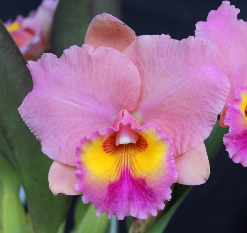 Rth Paradise Treasure