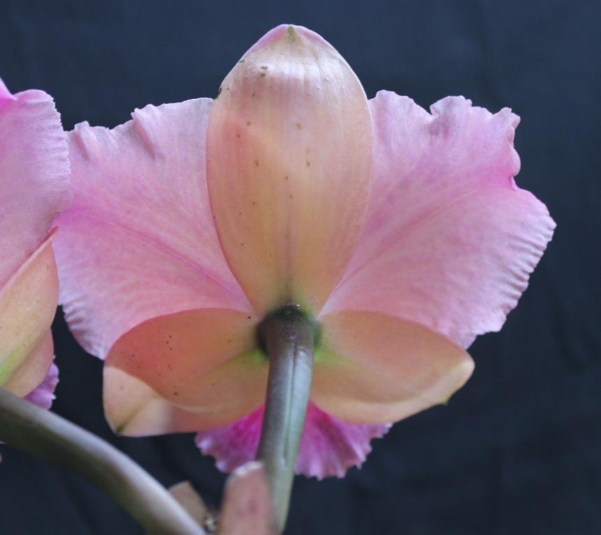 Rhyncattleanthe Paradise Treasure - photo 2