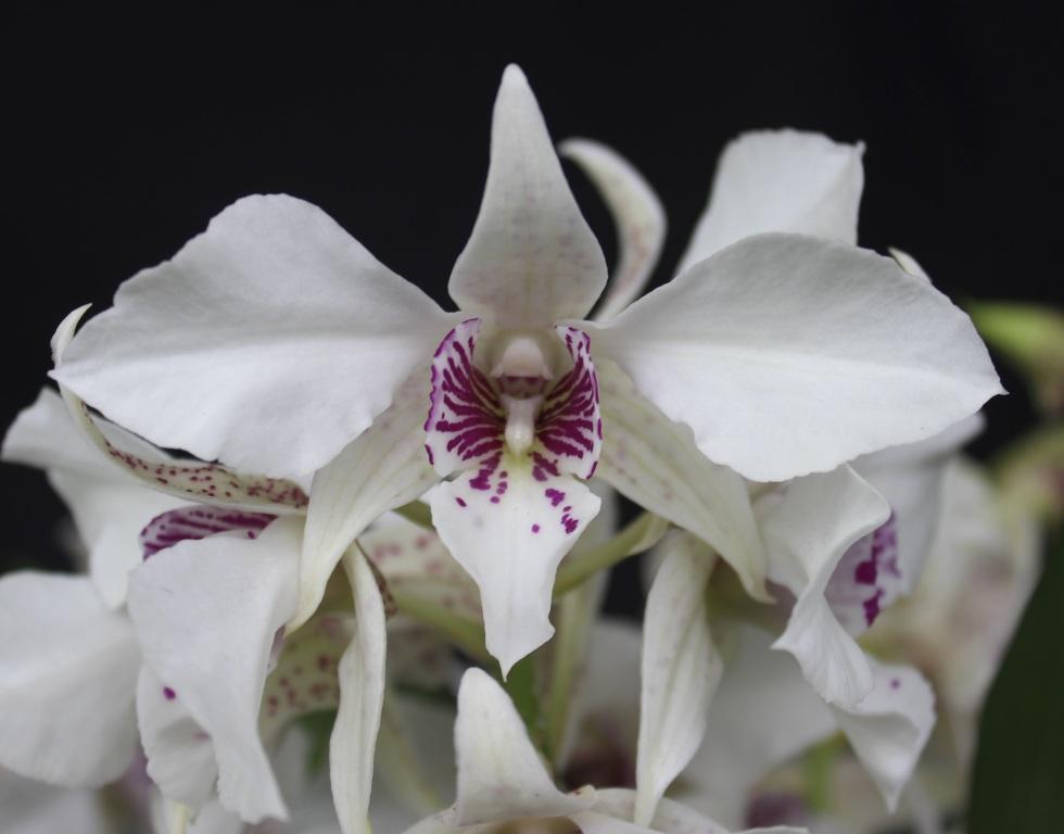 Dendrobium Royal Wings - photo 2