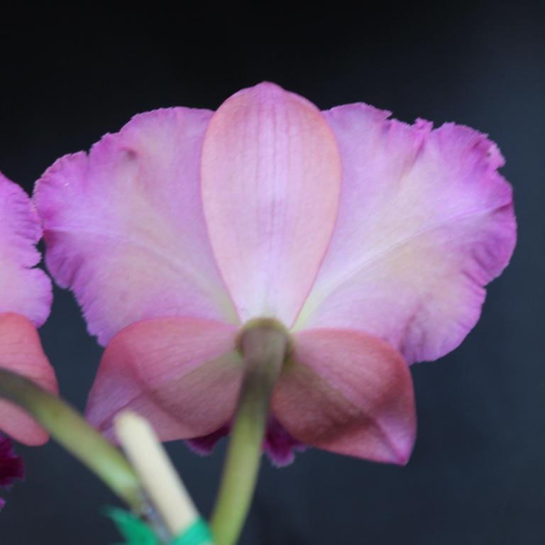 Rhyncattleanthe Sak's Desire - photo 2