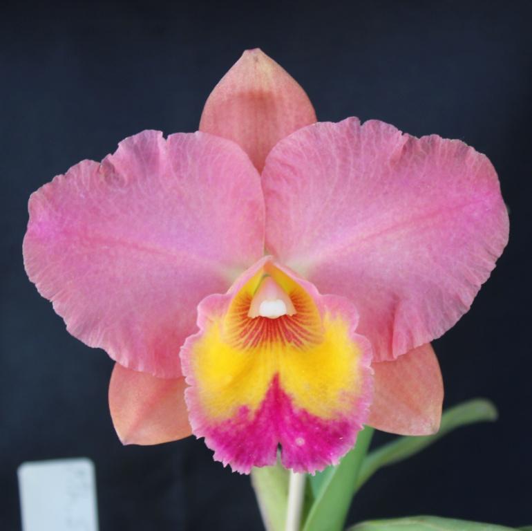 Rth Sak's Desire 'Peaches