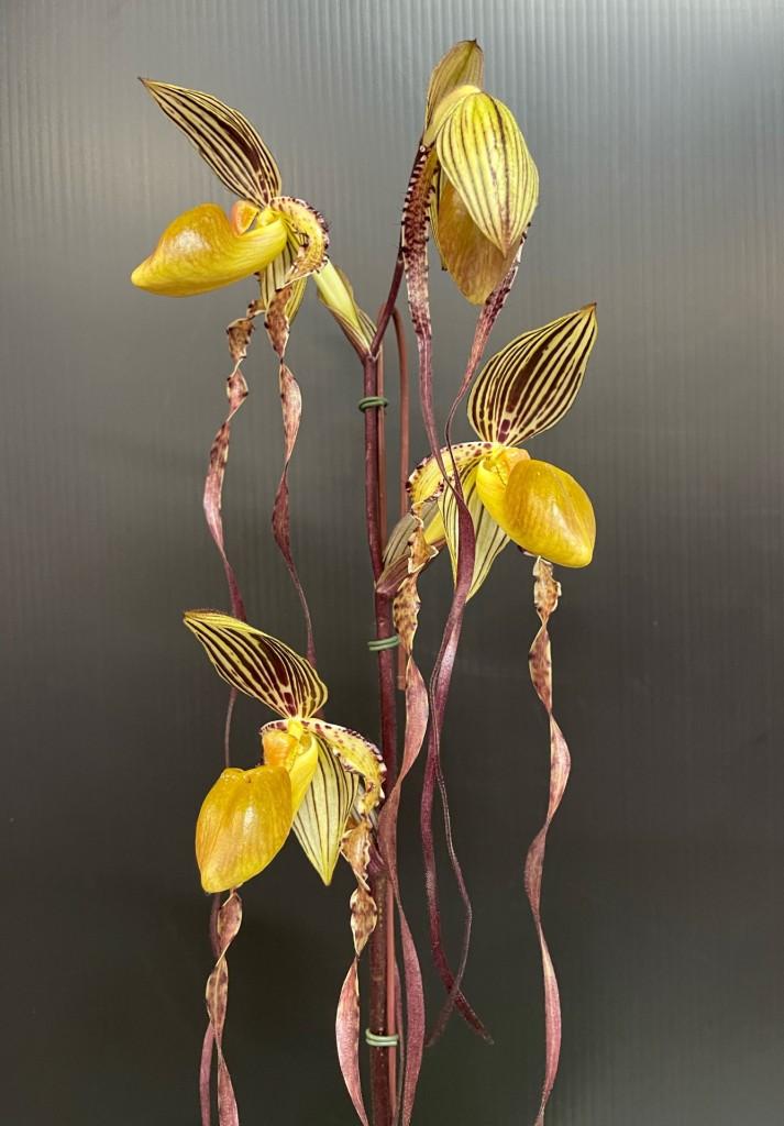 Paph Michael Koopowitz