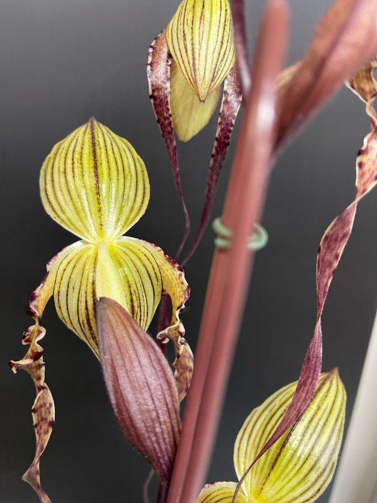 Paphiopedilum Michael Koopowitz - photo 2