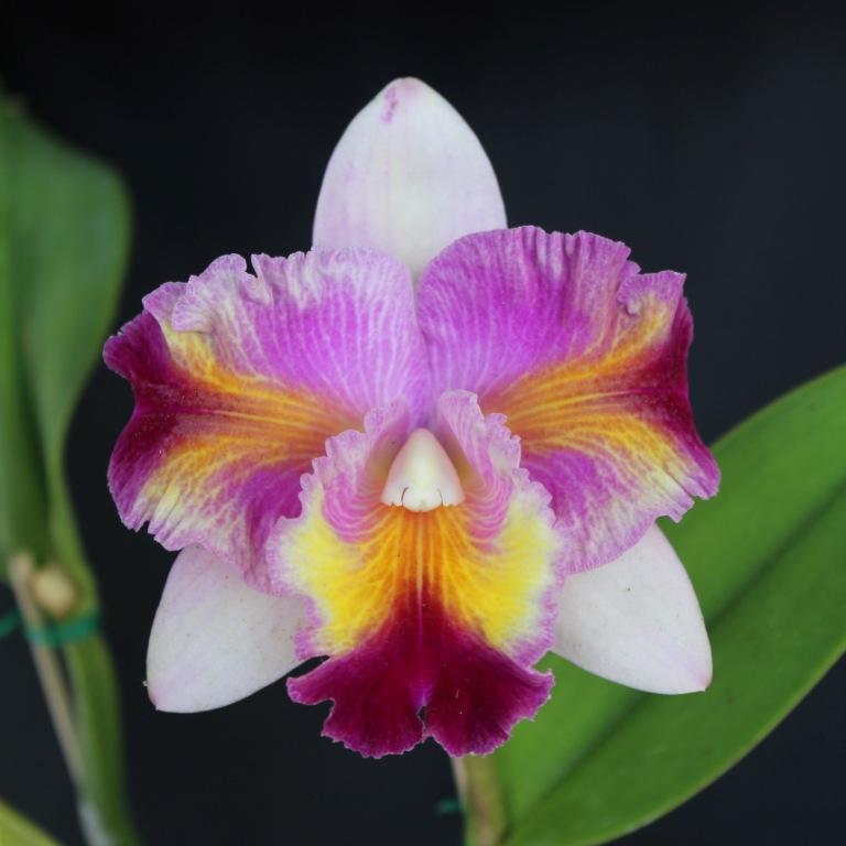 Rlc Paradise Supernova