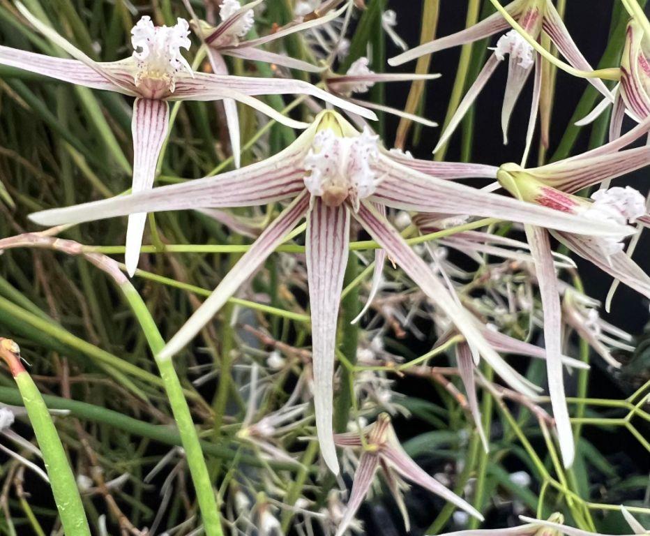 Dendrobium Tania - photo 2