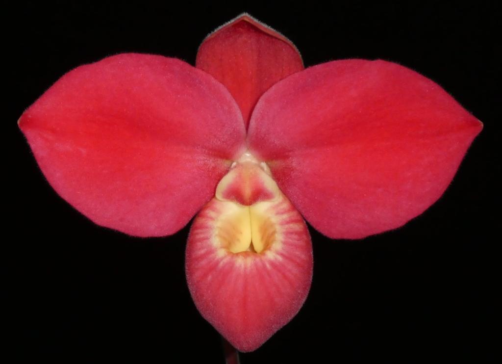 Phrag Fritz Schomburg 'Kayboldum'