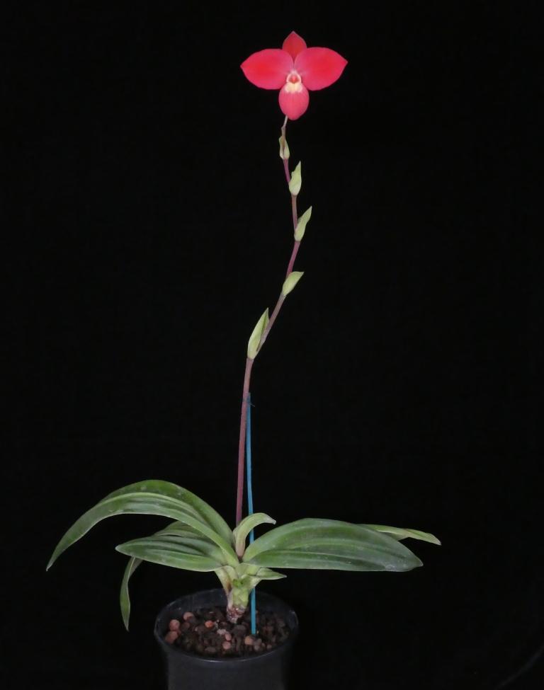 Phragmipedium Fritz Schomburg 'Kayboldum' - photo 2