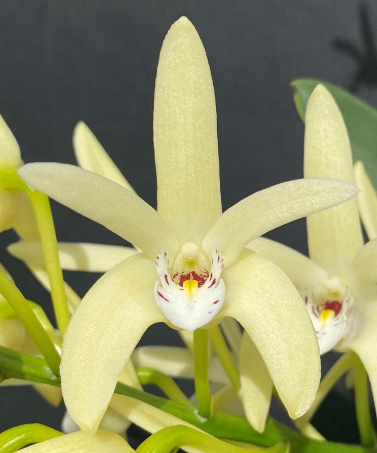 Den Brimbank Elite 'Sydenham'