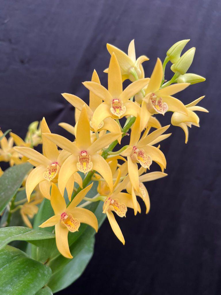 Dendrobium Boom Boom - photo 2