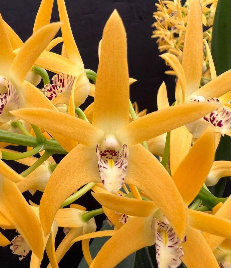 Den Dingadee Gold 'Vina Sun'