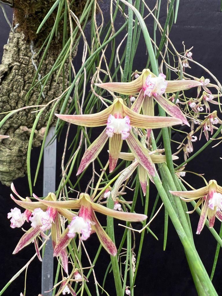 Dendrobium Hunter Legend - photo 2